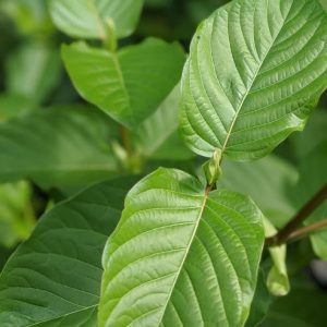 FREE SAMPLE 15g (1st time customers only)